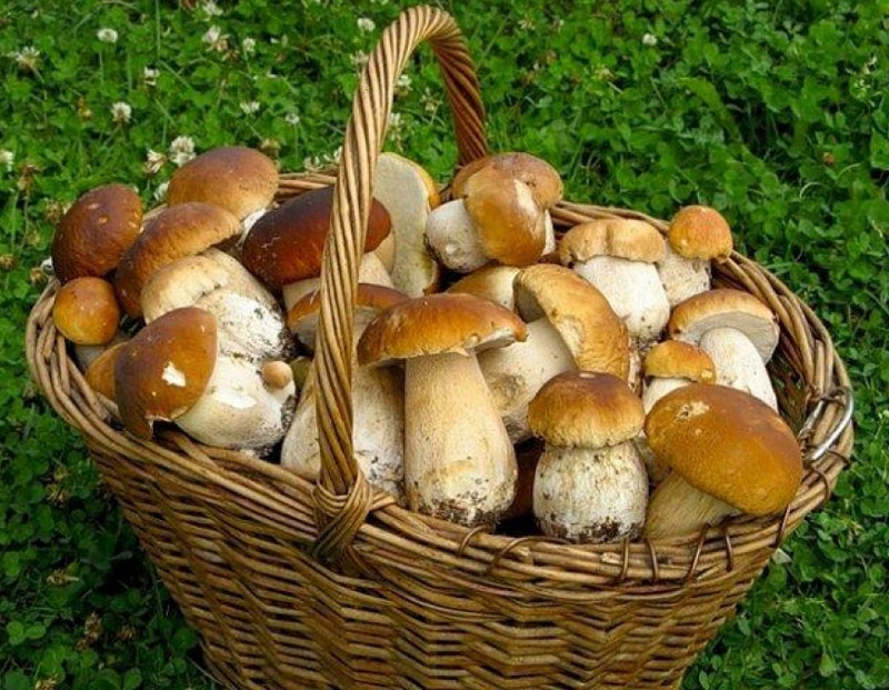 mycelium hřibovitých hub