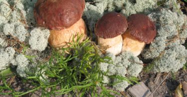 Выращивание белых грибов