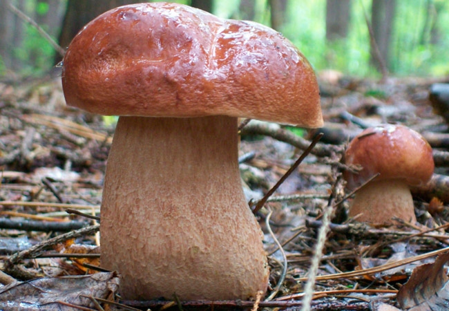 mycelium hřibovitých hub