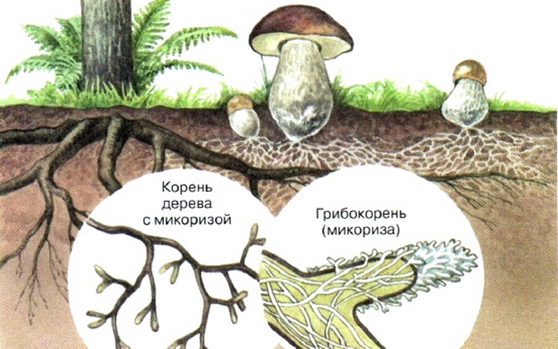 mycelium hřibovitých hub
