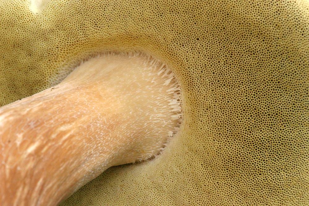 mycelium hřibovitých hub