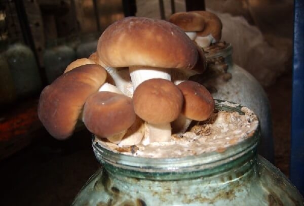 mycelium hřibovitých hub