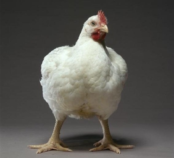 чем кормить бройлеров в домашних условиях