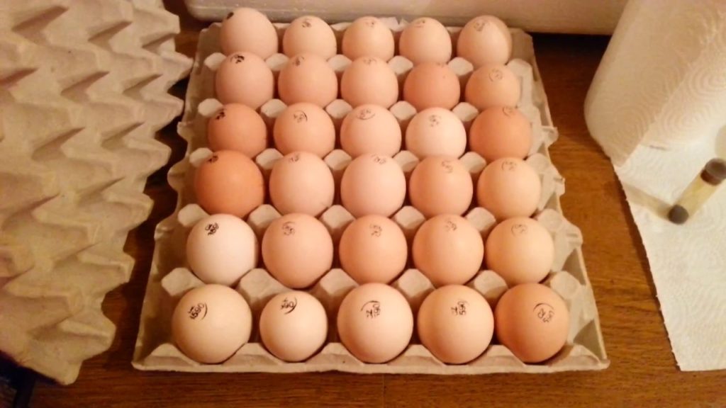 выращивание бройлеров в домашних условиях