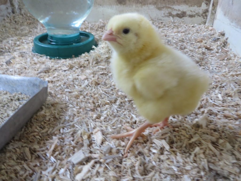 выращивание бройлеров в домашних условиях