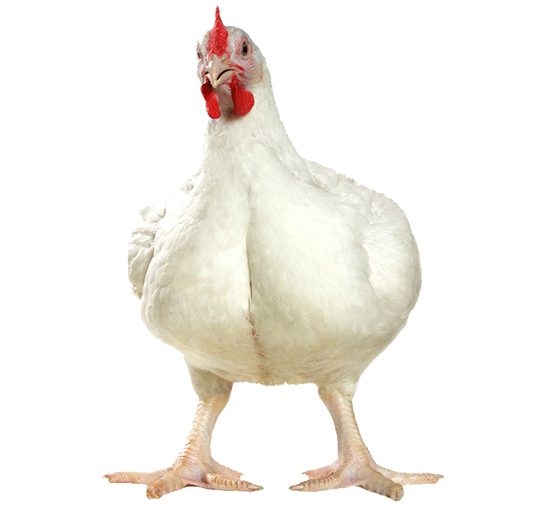куры бройлеры выращивание на мясо