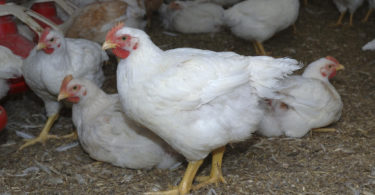 выращивание бройлеров