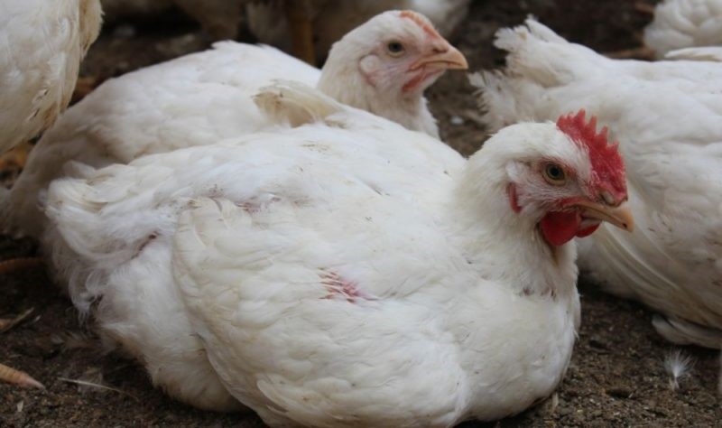 откорм бройлеров на мясо в домашних условиях