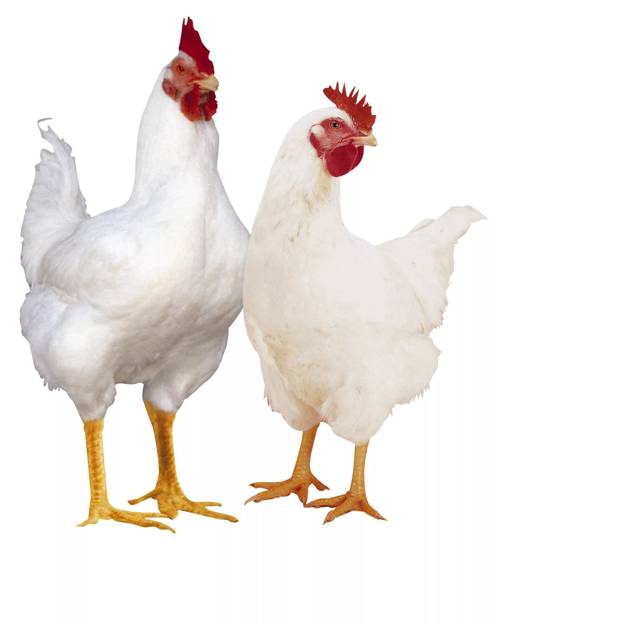 куры бройлеры выращивание на мясо