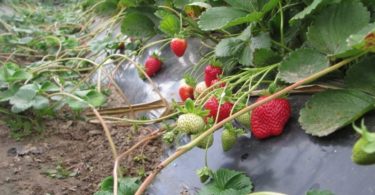 Выращивание клубники по финской технологии