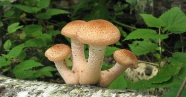 Выращивание опят