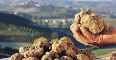 Выращивание трюфелей в домашних условиях