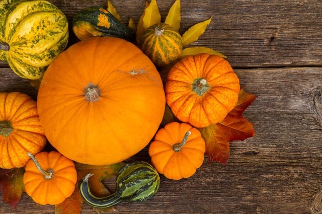 когда сажать тыкву