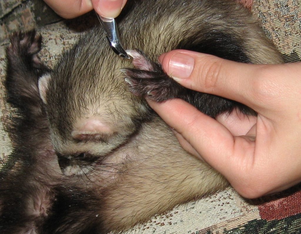 хорек уход и содержание в домашних условиях