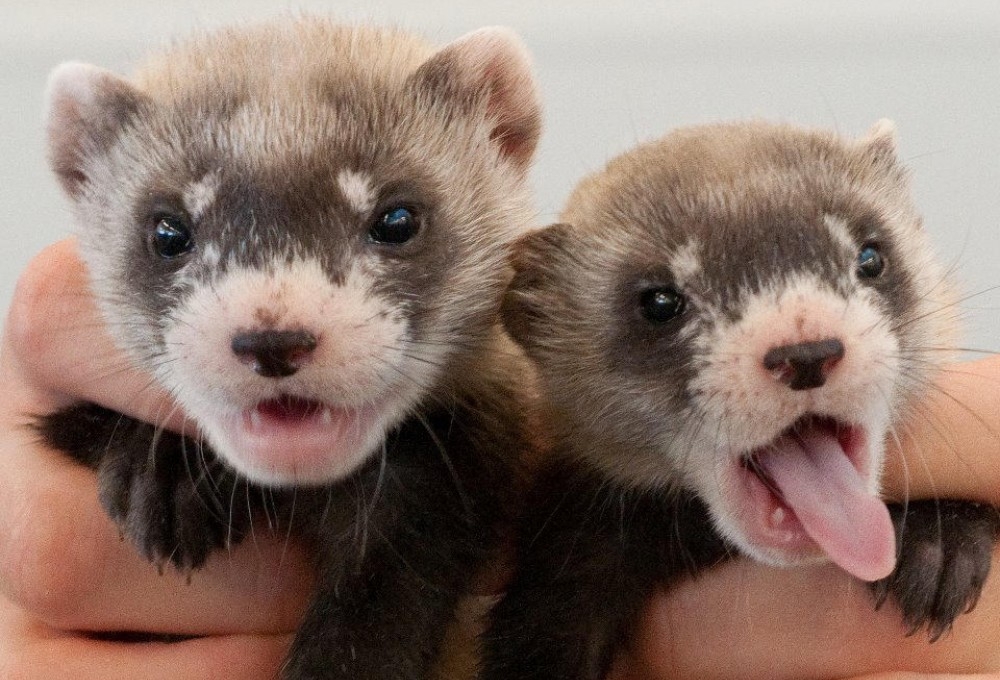 хорек как ухаживать