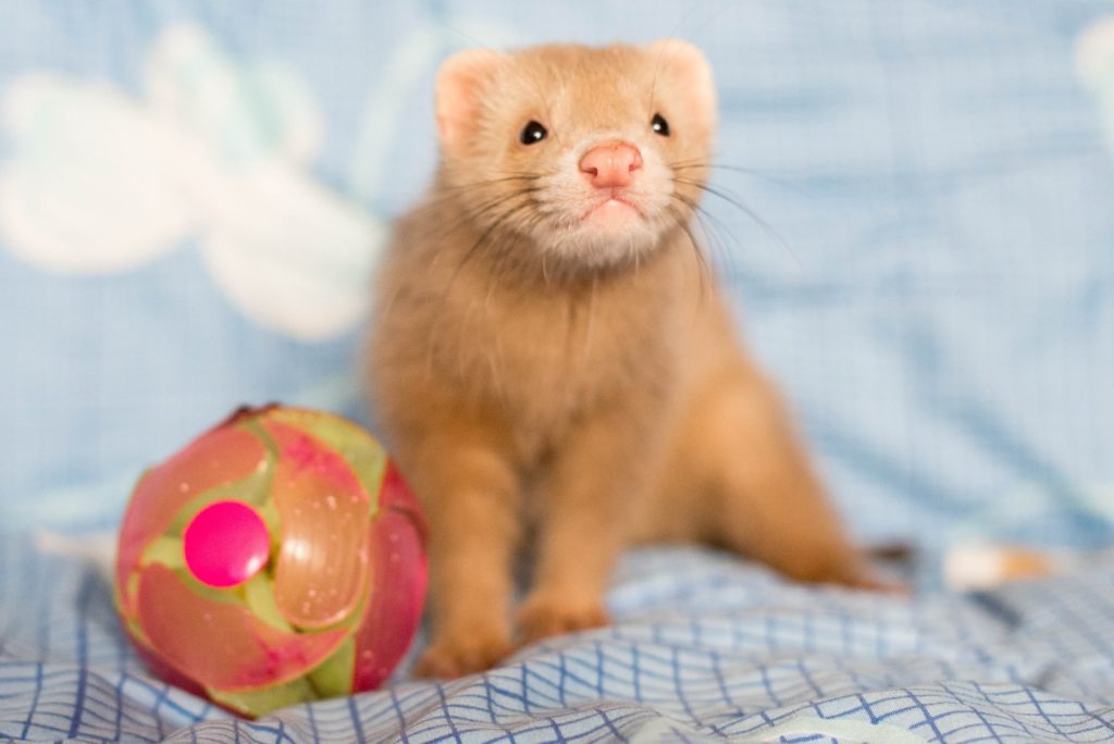 хорек уход и содержание в домашних условиях