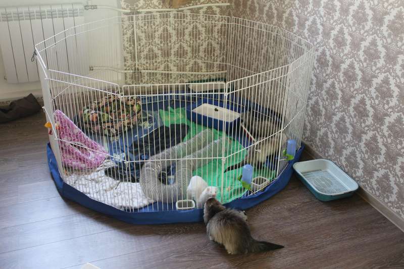 хорек как ухаживать