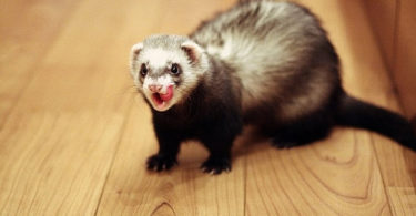 хорьки содержание