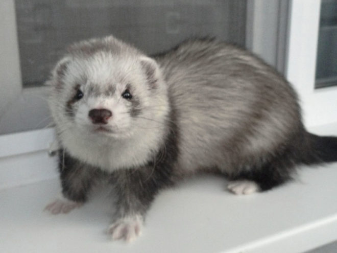 хонорик в домашних условиях