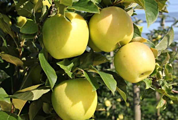 яблоня коник