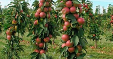 яблони колоновидные