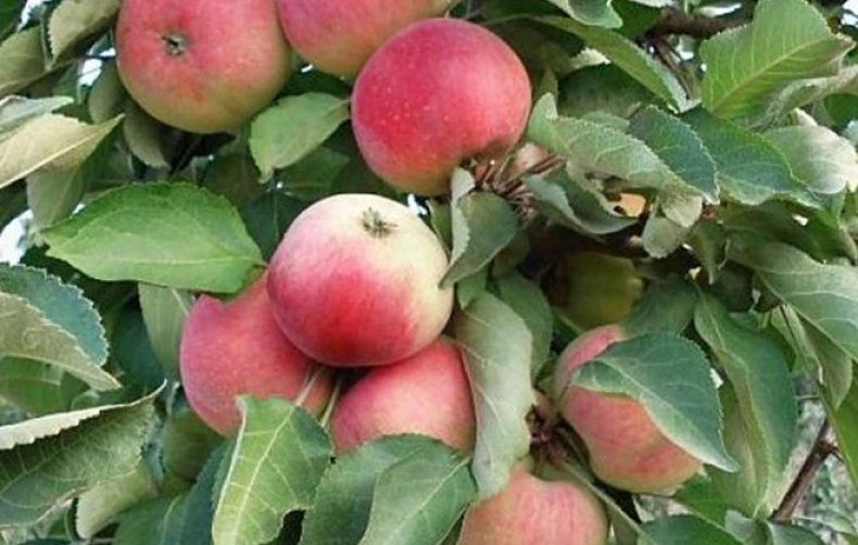 яблони колоновидные описание сортов и фотографии