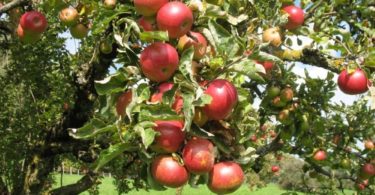 сорт яблони Чемпион