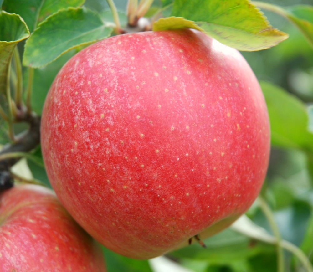 яблоня чемпион описание фото