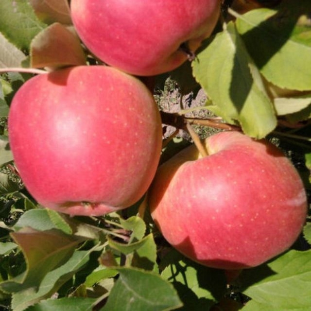 сорт яблок чемпион