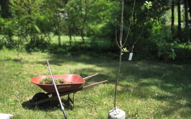 сорт яблок чемпион