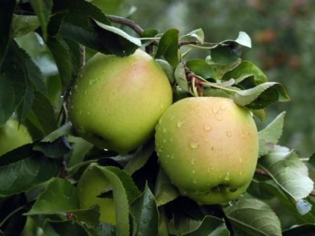 яблоня голден делишес описание фото