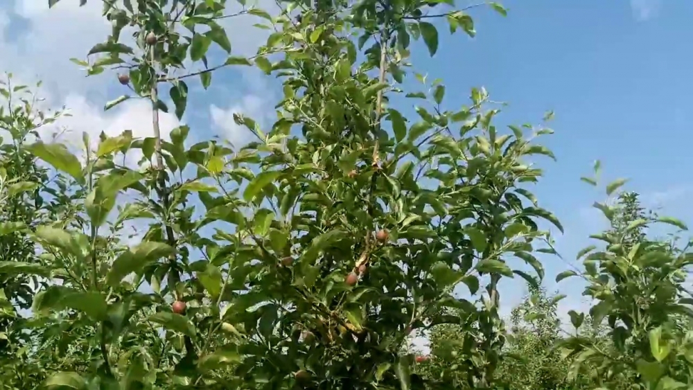 сорт яблок голден делишес