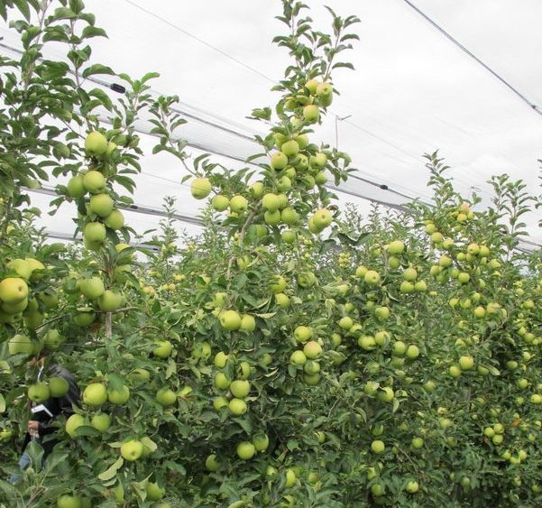 яблоня голден делишес описание фото