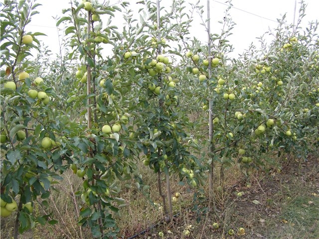 сорт яблок голден делишес