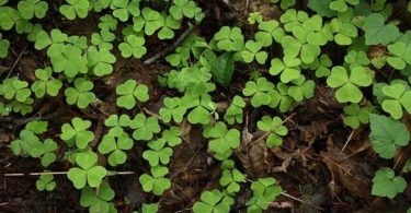 фото заячья капуста