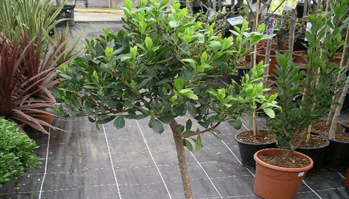 земляничное дерево фото описание