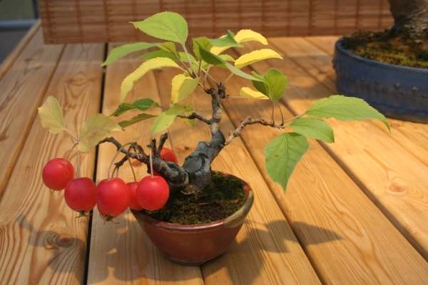 земляничник крупноплодный