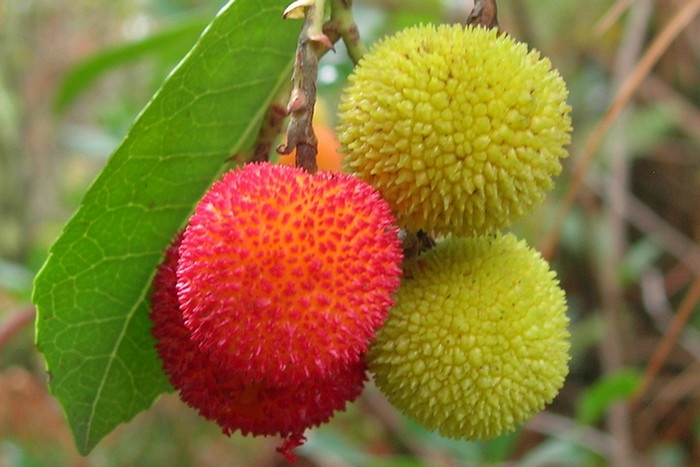 земляничное дерево фото описание