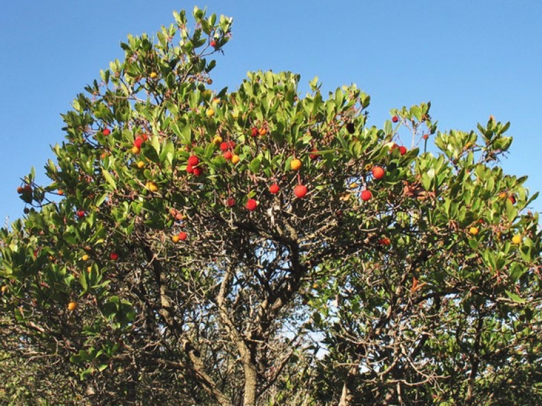 земляничное дерево в домашних условиях