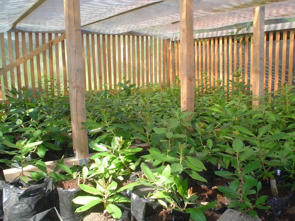 земляничное дерево фото описание