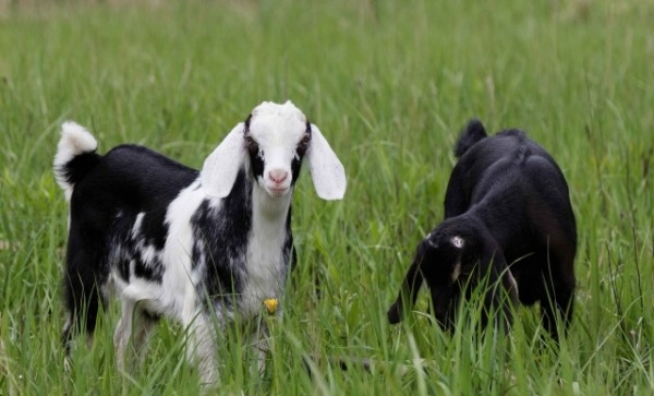 альпийские козы описание породы фото