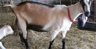 породы Альпийских коз