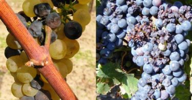 болезни винограда