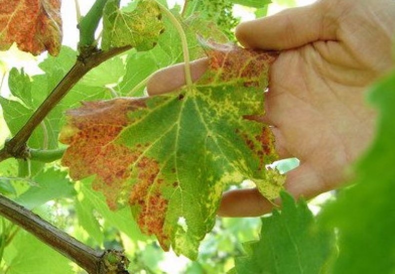Монилиоз винограда фото