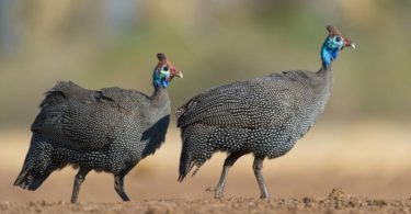 отличить самку цесарку от цесаря