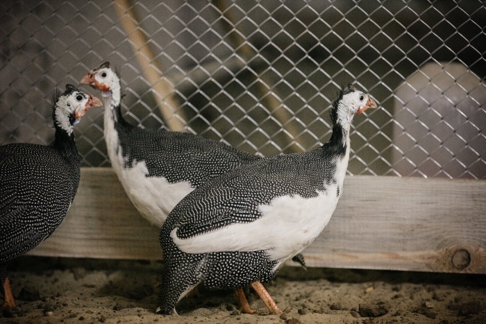 цесарки как отличить самку от самца