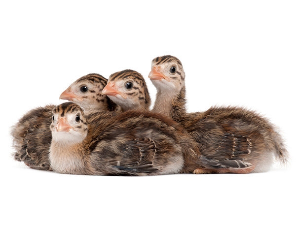 различить цесарок по полу