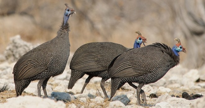 обыкновенная цесарка