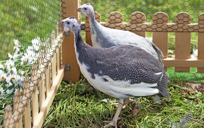 разведение цесарок в домашних условиях для начинающих