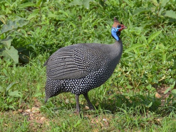 породы цесарок с фото и описанием